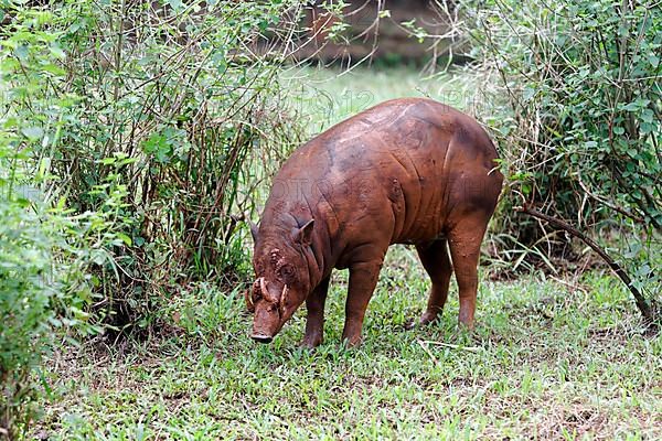 North Sulawesi north sulawesi babirusa