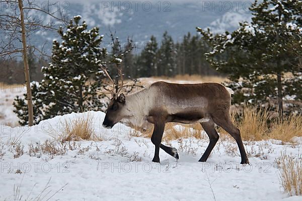 Caribou