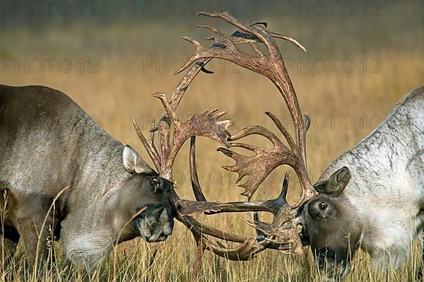 Woodland caribou