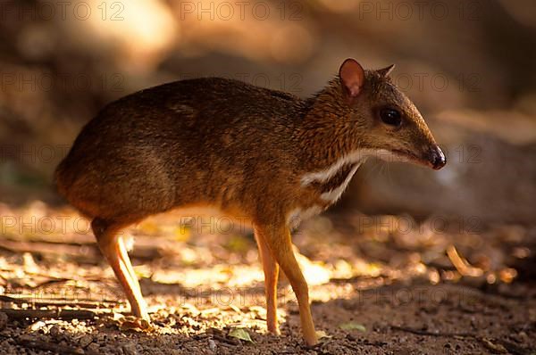 Java mouse deer