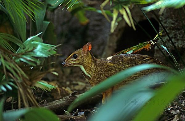 Java mouse deer