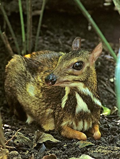 Java mouse deer