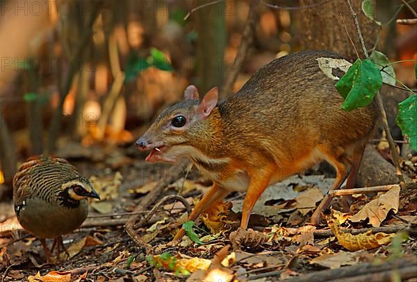 Adult male Lesser chevrotains