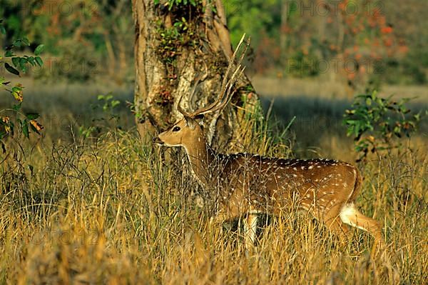 Spotted Deer