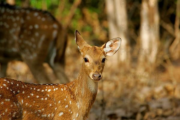 Spotted Deer