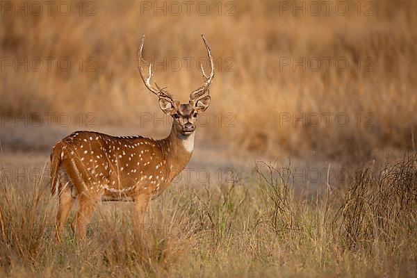 Spotted deer