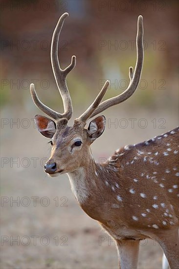 Spotted deer