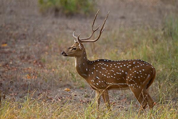 Spotted deer