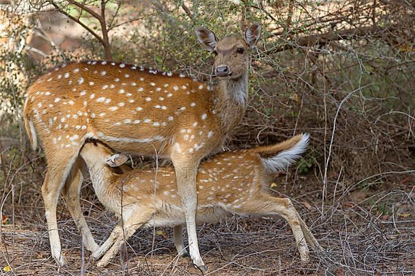 Spotted deer