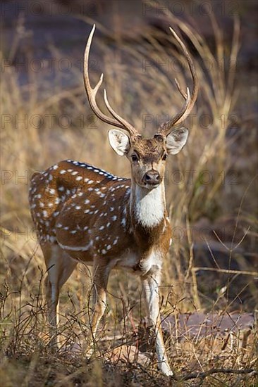 Spotted deer