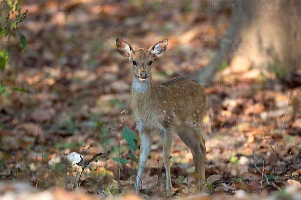 Spotted deer