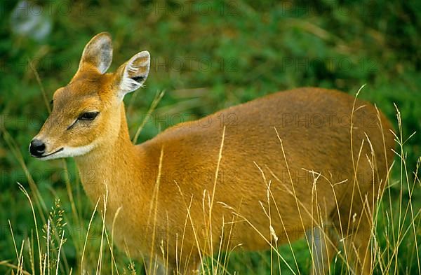 Hyelaphus calamianensis