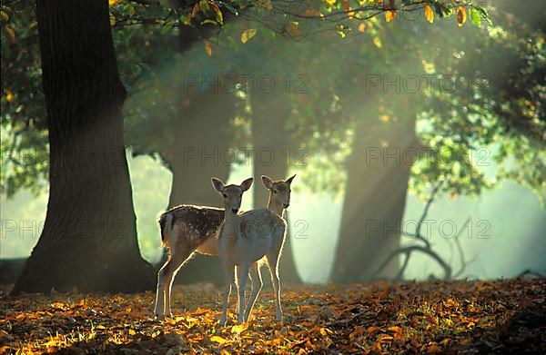 Fallow Deer