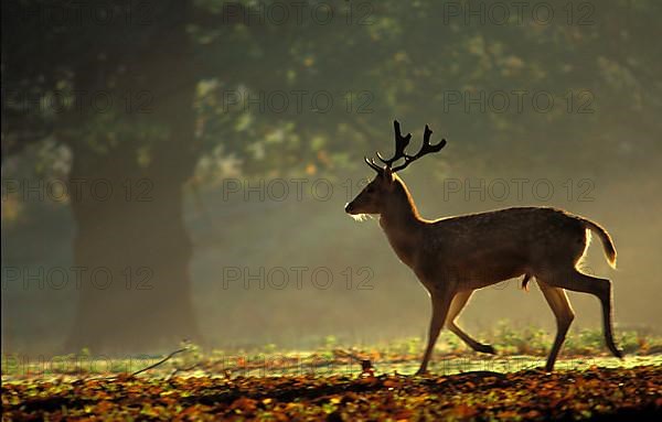 Fallow Deer