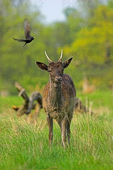 Fallow Deer