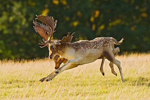 Fallow deer