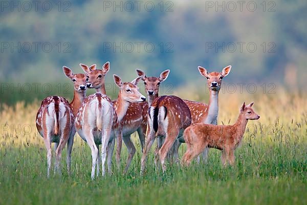 Fallow Deer