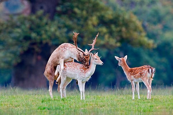 Fallow deer