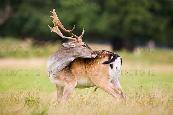 Fallow Deer