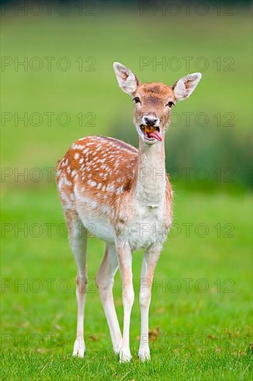 Fallow Deer