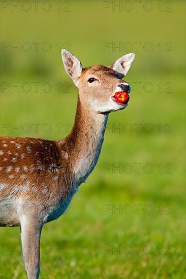 Fallow Deer