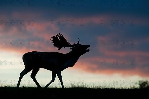 Fallow deer