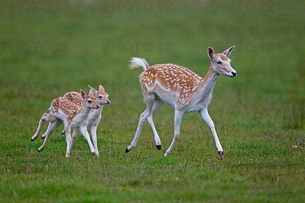 Fallow deer