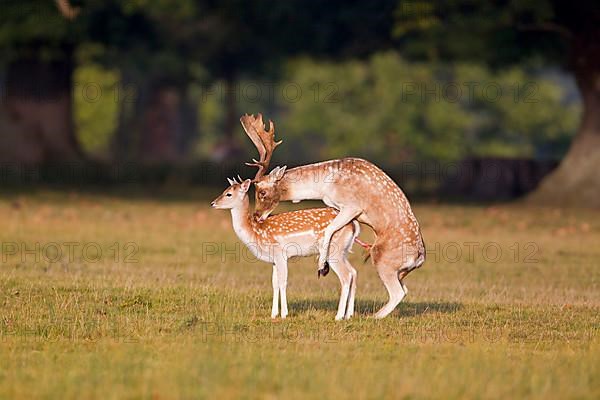 Fallow deer