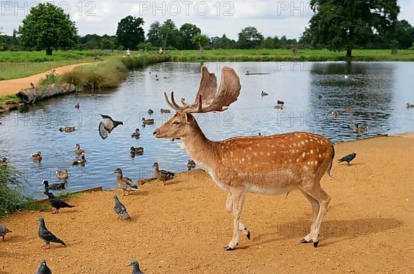 Fallow deer