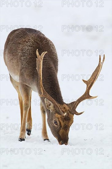 Fallow deer