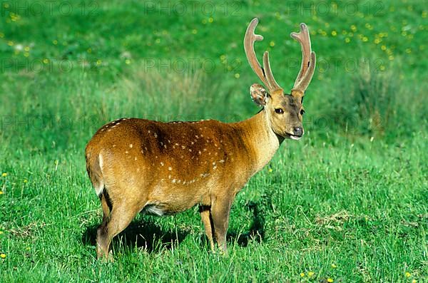 Hog deer