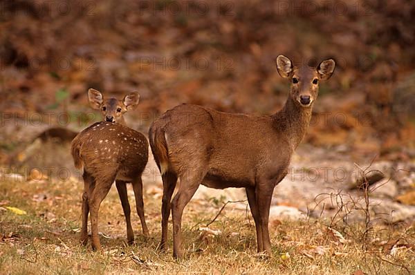 Hog deer