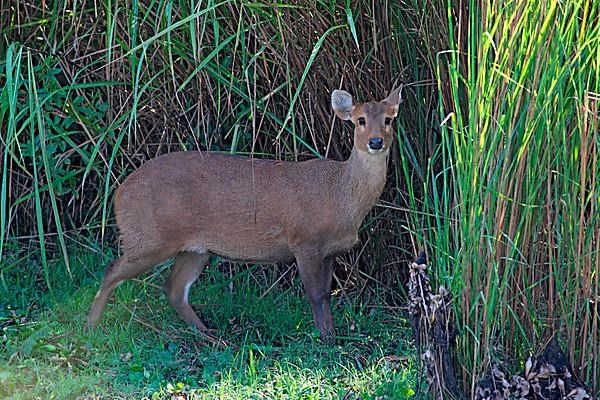 Hog Deer