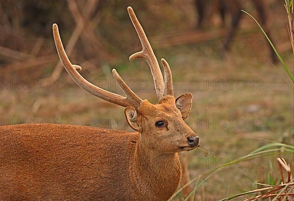 Hyelaphus porcinus porcinus