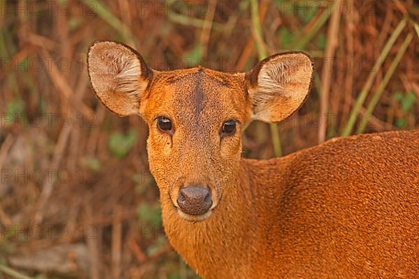 Hyelaphus porcinus porcinus