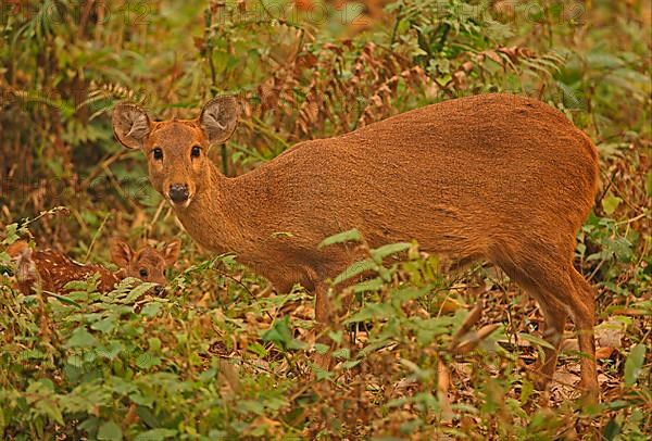 Hyelaphus porcinus porcinus