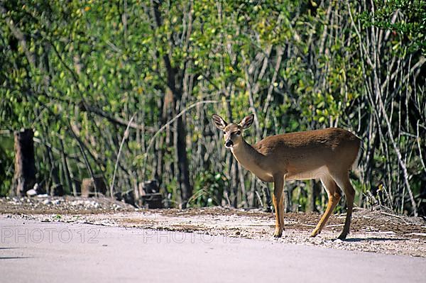 Key deer