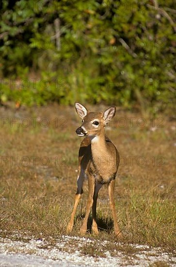 Key deer