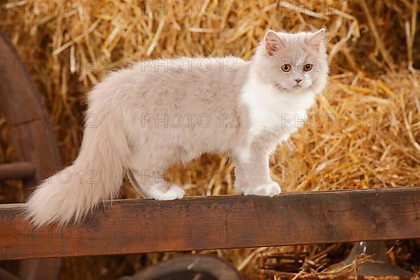 British Longhair