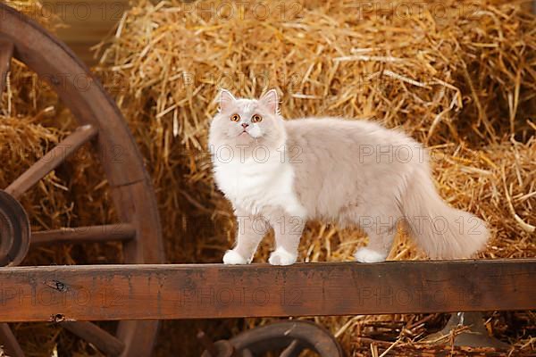 British Longhair