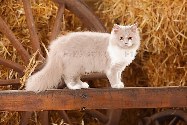 British Longhair