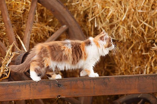 British Longhair