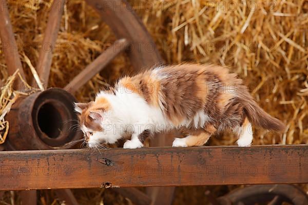 British Longhair