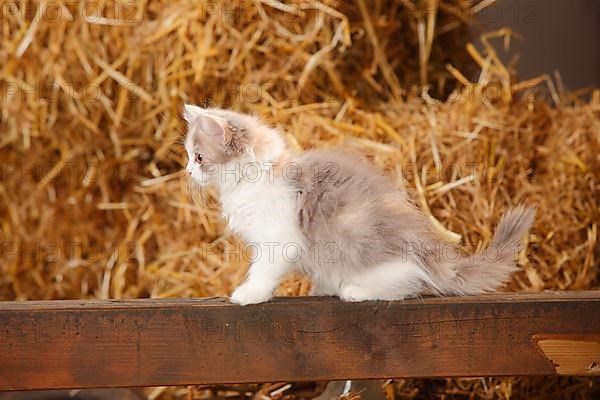 British Longhair