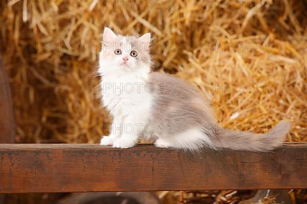 British Longhair