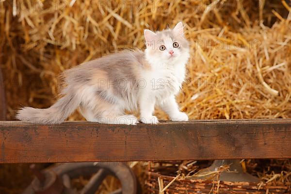 British Longhair