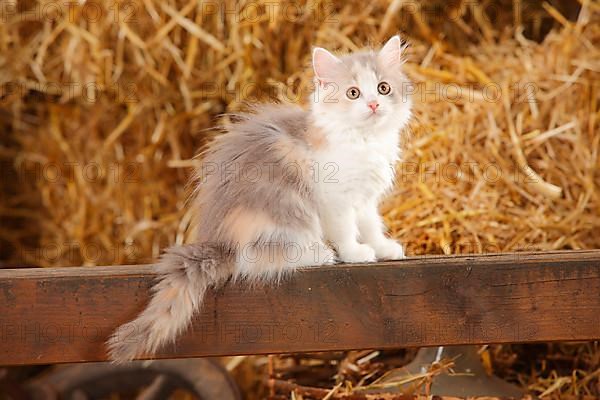 British Longhair