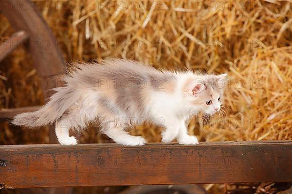 British Longhair