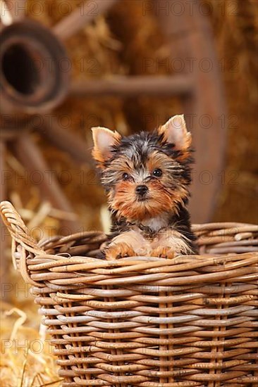 Yorkshire Terrier