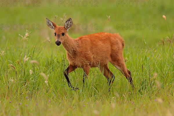 Marsh Deer